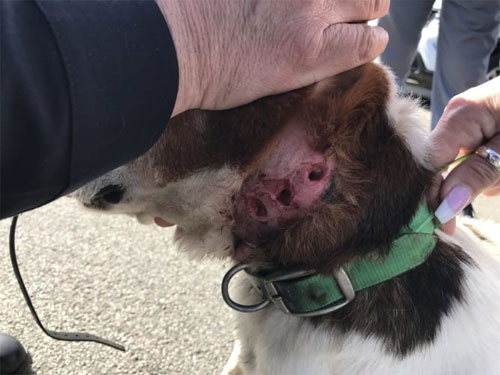 can collars hurt dogs neck