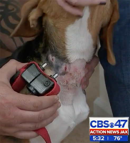 Collar Damage