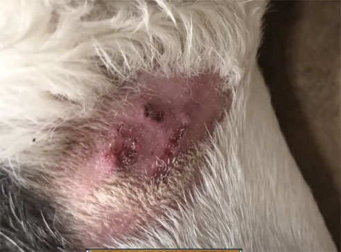 Collar Damage
